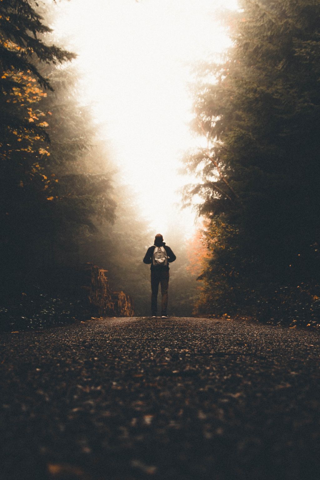 male-with-backpack-standing-path-tall-thick-trees-looking-light male-with-backpack-standing-path-tall-thick-trees-looking-light